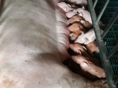 Divlje svinje "obrale" kukuruz prije domaćina