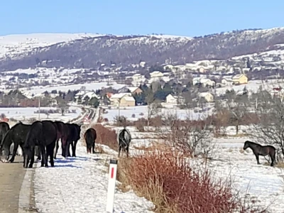 Divlji livanjski konji
