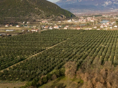 BERBA MASLINA U HERCEGOVINI