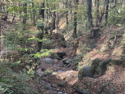 Magaraca ima puno više u Bosni, nego u Hercegovini