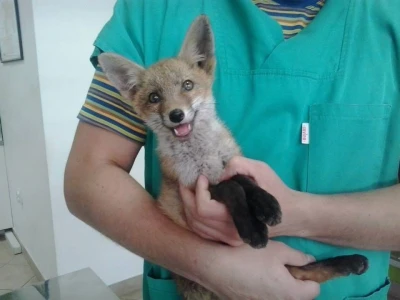 Doktor Miljan Dobrijević: Veterinar mora biti spreman na sve
