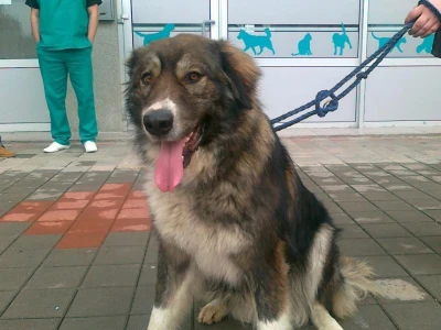 Doktor Miljan Dobrijević: Veterinar mora biti spreman na sve