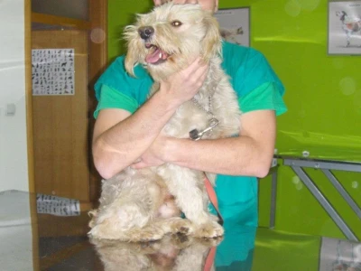 Doktor Miljan Dobrijević: Veterinar mora biti spreman na sve