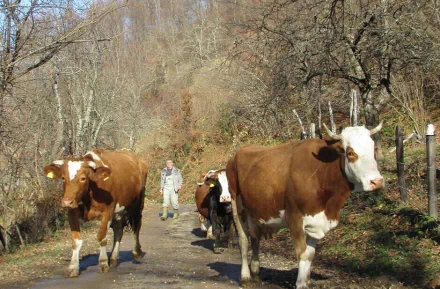 Domaćinstvo Sladojević
