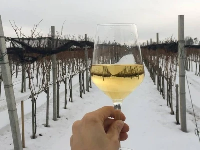 Dragan Pajić na djedovini podigao vinograd i proizvodi vrhunska vina