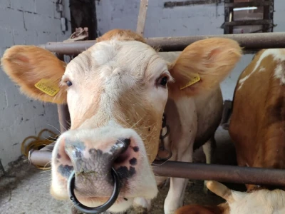 Dragutin Krišto, najstariji zaposleni veterinar u BiH