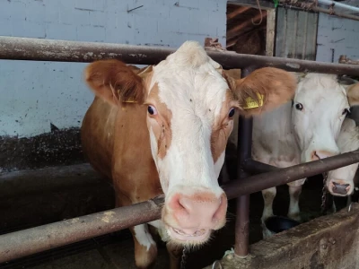 Dragutin Krišto, najstariji zaposleni veterinar u BiH