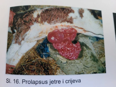 Dragutin Krišto, najstariji zaposleni veterinar u BiH