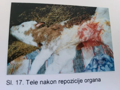 Dragutin Krišto, najstariji zaposleni veterinar u BiH