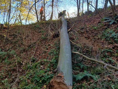 Drva za ogrjev