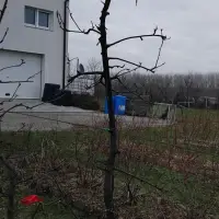 Drvenar