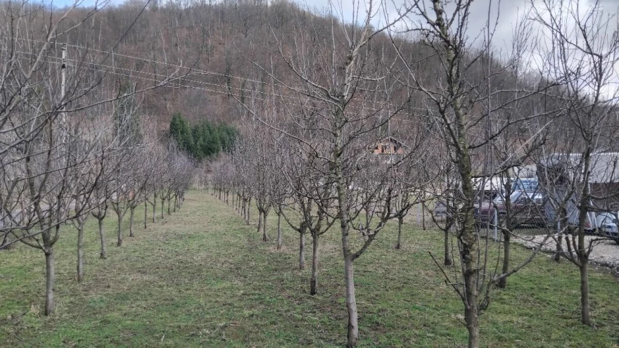 &scaron;ljivik