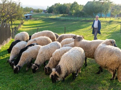 Berba šljive u Gradačcu
