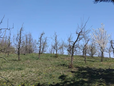 Cvjetanje voća
