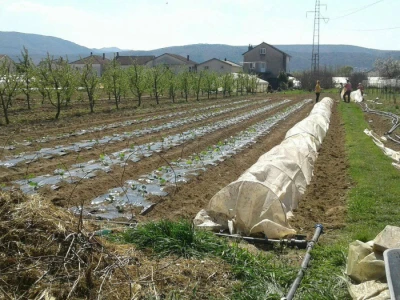 Eko proizvodi Jasmine Ćuštić