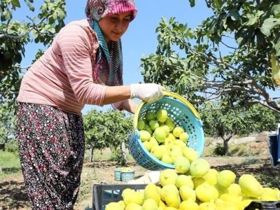 Ekoloji Izmir