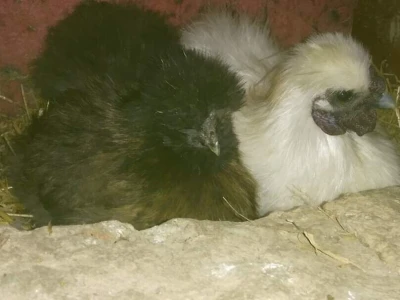 Elvis Dado Horvatinović zdravlje peradi jača češnjakom, octom i pepelom – kao naši stari
