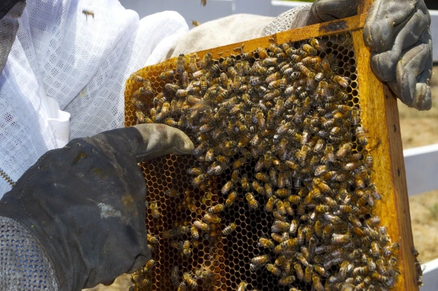 EM Probiotici pozitivno utiču na imunolo&scaron;ki sistem pčela