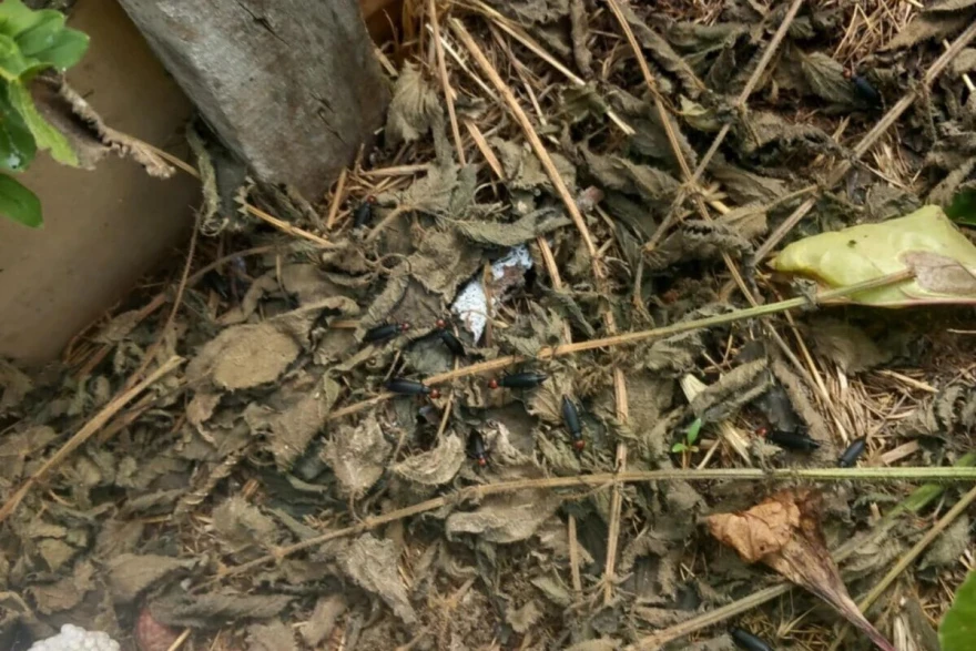 Epicauta rufidorsum