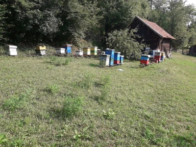 Ešref Garib: Pčele i maline mogu i moraju biti u simbiozi