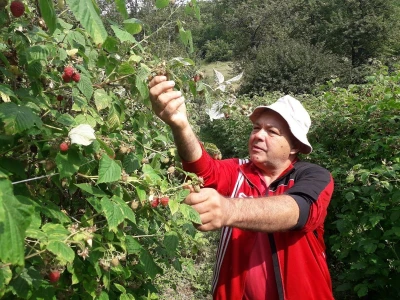 Ešref Garib: Pčele i maline mogu i moraju biti u simbiozi