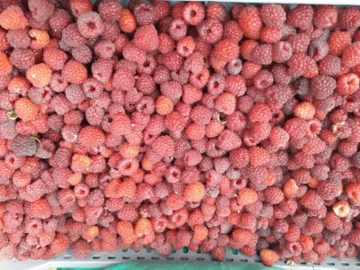 Ešref Garib: Pčele i maline mogu i moraju biti u simbiozi