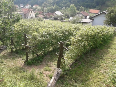 Ešref Garib: Pčele i maline mogu i moraju biti u simbiozi