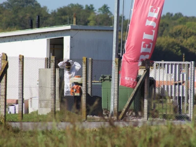 Eutanazija svinja na farmi Sokolovac