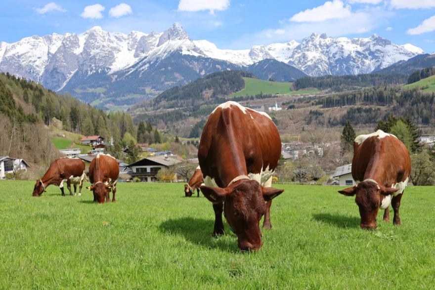 krave