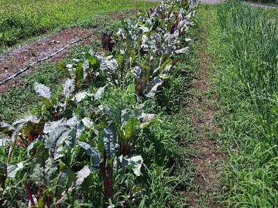 Farma