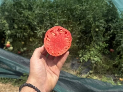 Farma 5 jaja