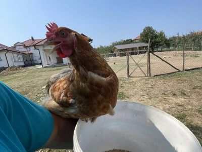 Farma 5 jaja