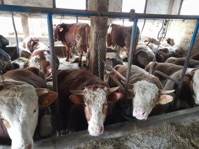 Farma Azema Mehanovića