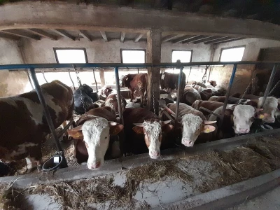 Farma Azema Mehanovića