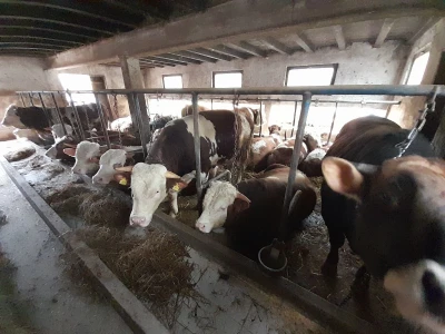 Farma Azema Mehanovića