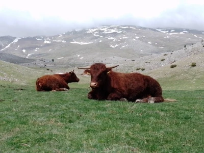 Farma Bjelašnica - uzgoj salersa