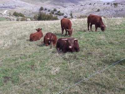 Farma Bjelašnica - uzgoj salersa