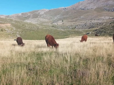 Farma Bjelašnica - uzgoj salersa