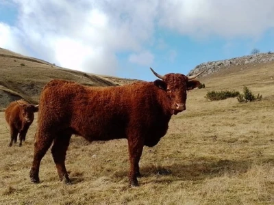 Farma Bjelašnica - uzgoj salersa