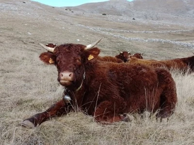 Farma Bjelašnica - uzgoj salersa