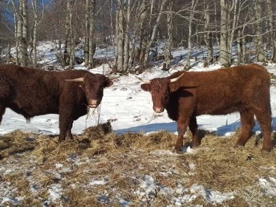 Farma Bjelašnica - uzgoj salersa