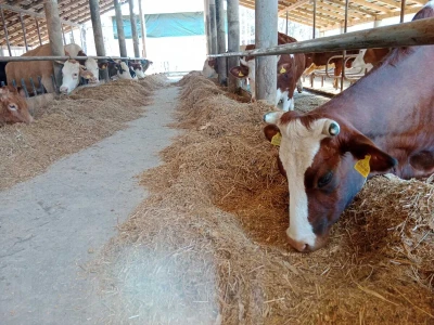 Farma "Brkić MG"