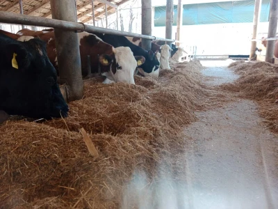 Farma "Brkić MG"