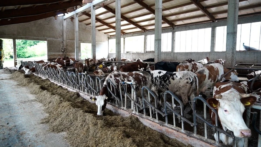 krave u &scaron;tali