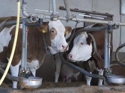 Farma "Janjić Simental Breed" u Jenjiću kod Orašja
