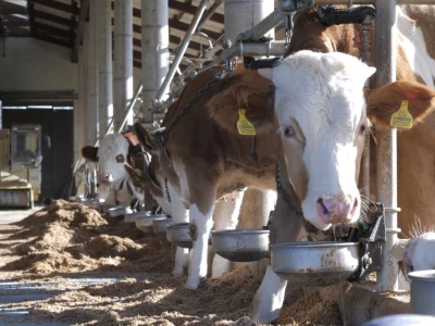 Farma "Janjić Simental Breed" u Jenjiću kod Orašja