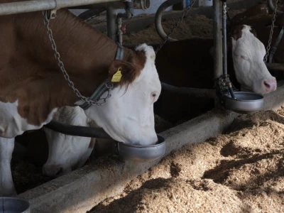 Farma "Janjić Simental Breed" u Jenjiću kod Orašja