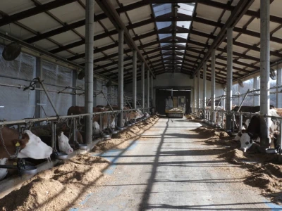 Farma "Janjić Simental Breed" u Jenjiću kod Orašja