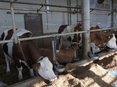Farma "Janjić Simental Breed" u Jenjiću kod Orašja