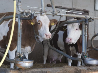 Farma "Janjić Simental Breed" u Jenjiću kod Orašja